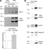 Golgin-97 Antibody in Western Blot (WB)