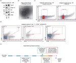 Golgin-97 Antibody in Western Blot (WB)