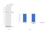 Golgin-97 Antibody in Western Blot (WB)