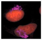 Golgin-97 Antibody in Immunocytochemistry (ICC/IF)