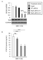 HuR Antibody in Western Blot (WB)