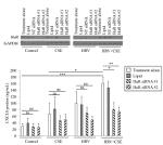 HuR Antibody in Western Blot (WB)