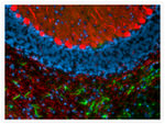 GFAP Antibody in Immunocytochemistry (ICC/IF)