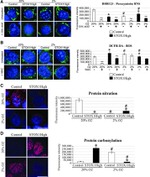 Nitrotyrosine Antibody in Immunocytochemistry (ICC/IF)