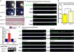 Nitrotyrosine Antibody in Immunohistochemistry (Paraffin) (IHC (P))