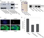 HA Tag Antibody in Immunoprecipitation (IP)