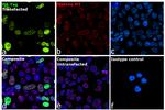 HA Tag Antibody in Immunocytochemistry (ICC/IF)