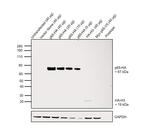 HA Tag Antibody