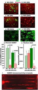 GFAP Antibody in Immunocytochemistry (ICC/IF)