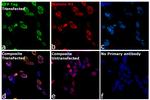 GFP Antibody in Immunocytochemistry (ICC/IF)