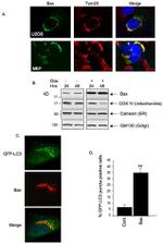 OxPhos Complex IV subunit IV Antibody in Western Blot (WB)