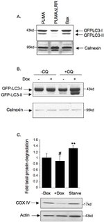 OxPhos Complex IV subunit IV Antibody in Western Blot (WB)