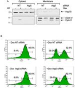 OxPhos Complex IV subunit IV Antibody in Western Blot (WB)