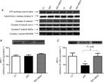 OxPhos Complex IV subunit IV Antibody in Western Blot (WB)