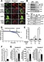 ATP Synthase beta Antibody in Western Blot (WB)