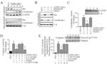 ATP Synthase beta Antibody in Western Blot (WB)