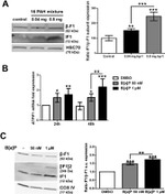 ATP Synthase beta Antibody in Western Blot (WB)