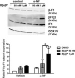 ATP Synthase beta Antibody in Western Blot (WB)