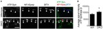 ATP Synthase beta Antibody in Immunohistochemistry (IHC)