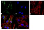 ATP Synthase beta Antibody in Immunocytochemistry (ICC/IF)