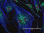 ATPIF1 Antibody in Immunocytochemistry (ICC/IF)