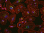 ATPIF1 Antibody in Immunocytochemistry (ICC/IF)