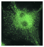 ATPIF1 Antibody in Immunocytochemistry (ICC/IF)