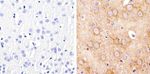 alpha Tubulin Antibody in Immunohistochemistry (Paraffin) (IHC (P))