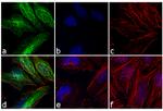 Rabbit IgG (H+L) Cross-Adsorbed Secondary Antibody in Immunocytochemistry (ICC/IF)