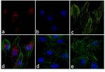 Rabbit IgG (H+L) Cross-Adsorbed Secondary Antibody in Immunocytochemistry (ICC/IF)