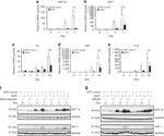 GAPDH Antibody in Western Blot (WB)