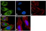 GAPDH Antibody in Immunocytochemistry (ICC/IF)