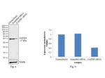 GAPDH Antibody in Western Blot (WB)