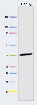 GAPDH Antibody in Western Blot (WB)