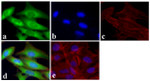 GAPDH Antibody in Immunocytochemistry (ICC/IF)