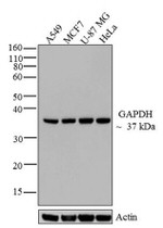 GAPDH Antibody in Western Blot (WB)