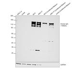 Human IgG (H+L) Cross-Adsorbed Secondary Antibody