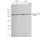 Human IgG (H+L) Cross-Adsorbed Secondary Antibody in Western Blot (WB)