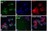 Human IgG (H+L) Cross-Adsorbed Secondary Antibody in Immunocytochemistry (ICC/IF)