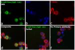 Human IgG Fc Cross-Adsorbed Secondary Antibody in Immunocytochemistry (ICC/IF)