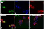 Human IgG Fc Cross-Adsorbed Secondary Antibody in Immunocytochemistry (ICC/IF)