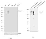 Human IgG Fc Cross-Adsorbed Secondary Antibody in Western Blot (WB)