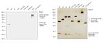 Human IgG Fc Cross-Adsorbed Secondary Antibody in Western Blot (WB)