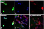 Human IgG, IgM, IgA (H+L) Secondary Antibody in Immunocytochemistry (ICC/IF)