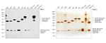 Human IgG, IgM, IgA (H+L) Secondary Antibody in Western Blot (WB)