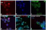 Human IgG, IgM, IgA (H+L) Secondary Antibody in Immunocytochemistry (ICC/IF)