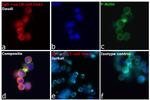 Human IgG, IgM, IgA (H+L) Secondary Antibody in Immunocytochemistry (ICC/IF)