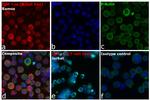 Human IgG, IgM, IgA (H+L) Secondary Antibody in Immunocytochemistry (ICC/IF)