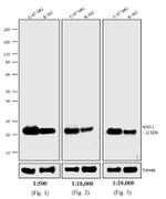 Mouse IgG (H+L) Highly Cross-Adsorbed Secondary Antibody in Western Blot (WB)