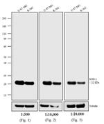 Mouse IgG (H+L) Highly Cross-Adsorbed Secondary Antibody in Western Blot (WB)